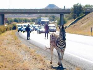 zebra berkeliaran